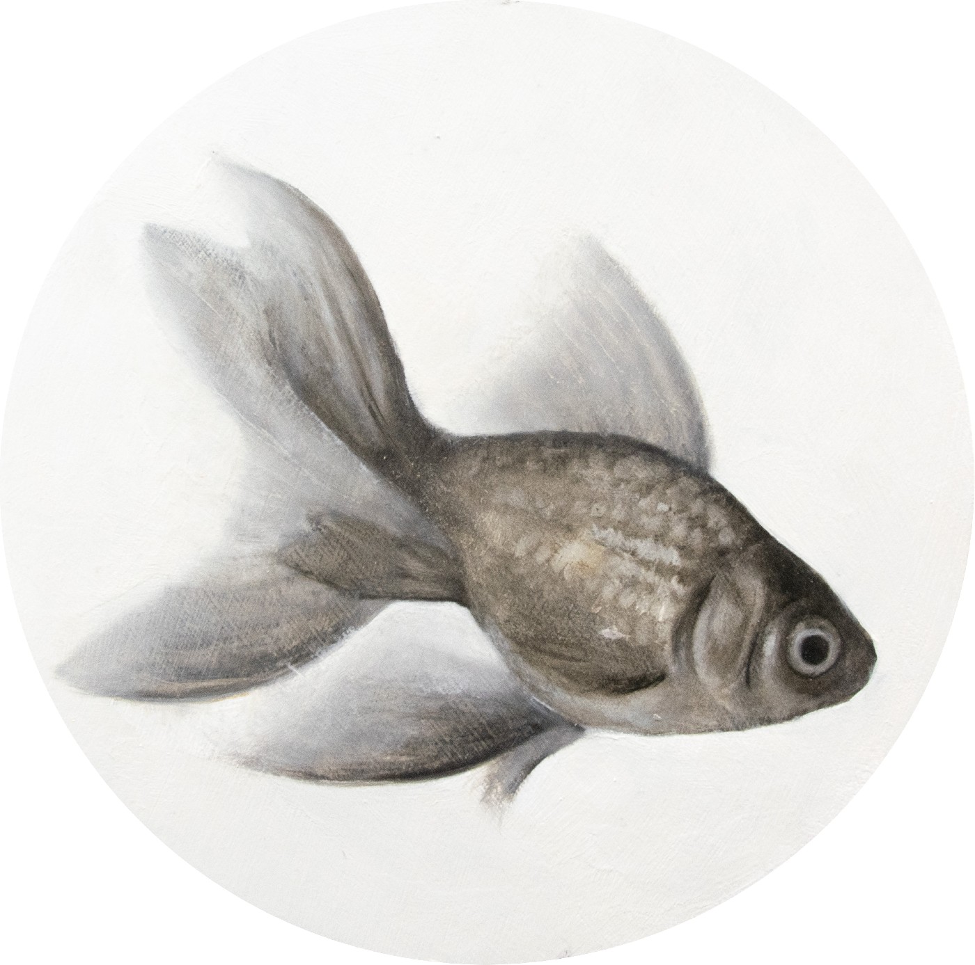 fish VII